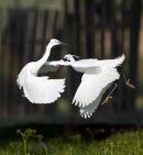 Fighting_Little_Egrets